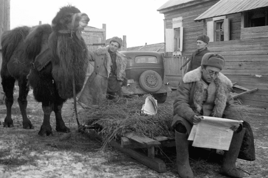 Vasily Grossman next to a camel reading what is presumably the Krasnaya Zvezda. Vasily Grossman popularized Kuznechik the camel through his writings in the newspaper.
